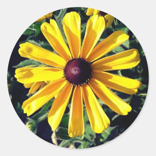 Sticker Rond Fleur Jaune Suzanne aux yeux noirs (Devant)