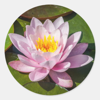 Sticker Rond Fleur Lily d'eau rose Nuphar Lutea en pleine flora