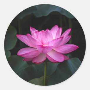 Sticker Rond Fleur Lotus