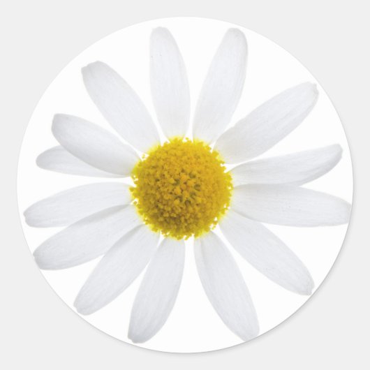 Sticker Rond Fleur marguerite (Devant)
