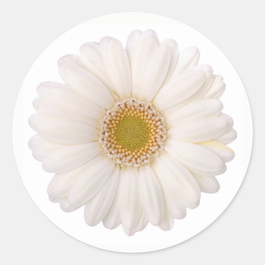 Sticker Rond Fleur marguerite classique de Gerbera blanche (Devant)
