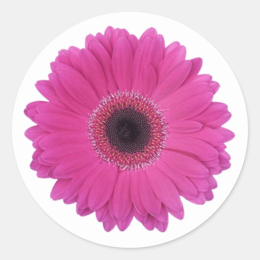 Sticker Rond Fleur marguerite rose magenta chaud (Devant)