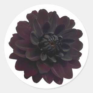 Sticker Rond Fleur noire florale moderne de dahlia