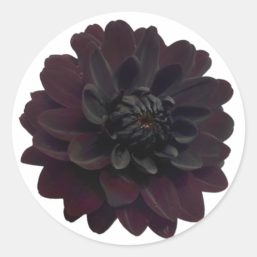 Sticker Rond Fleur noire florale moderne de dahlia (Devant)