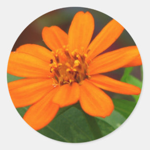 Sticker Rond Fleur orange