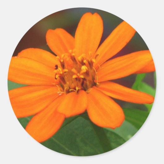 Sticker Rond Fleur orange (Devant)