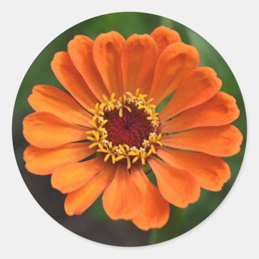 Sticker Rond Fleur orange unique (Devant)