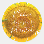 Sticker Rond Fleur où vous êtes planté Tournesol Jaune (Devant)