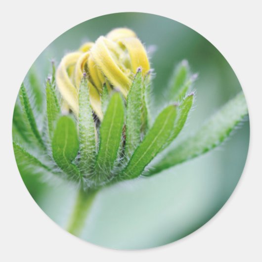 Sticker Rond Fleur ouverte de l'Echinacea (Devant)