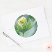 Sticker Rond Fleur ouverte de l'Echinacea (Enveloppe)