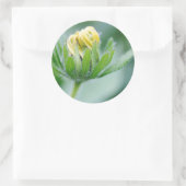 Sticker Rond Fleur ouverte de l'Echinacea (Sac)