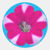 Sticker Rond Fleur Petunia rayée rose et blanche (Devant)