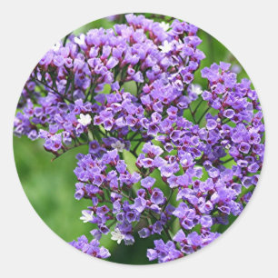 Sticker Rond Fleur pourpre et blanche de Statice (limonium) en