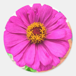 Sticker Rond Fleur pourpre Zinnia en fleur
