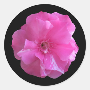 Sticker Rond Fleur rose