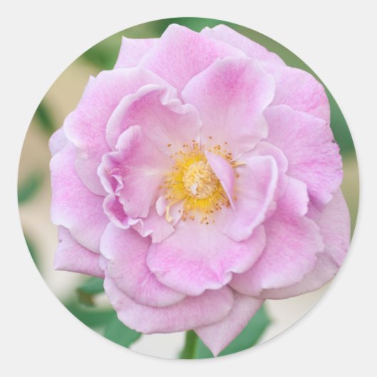 Sticker Rond Fleur rose (Devant)