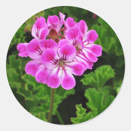 Sticker Rond Fleur rose (Devant)