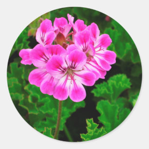 Sticker Rond Fleur rose