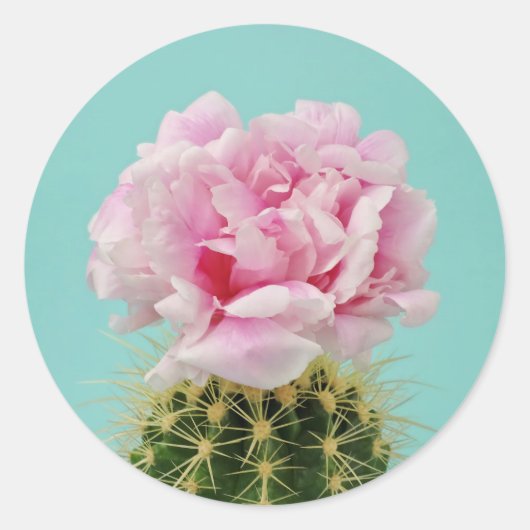 Sticker Rond Fleur rose Au-Dessus de Spiky Cactus (Devant)