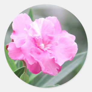 Sticker Rond Fleur rose pâle
