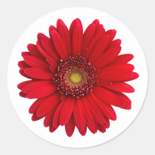 Sticker Rond Fleur rouge clair Gerbera Daisy (Devant)