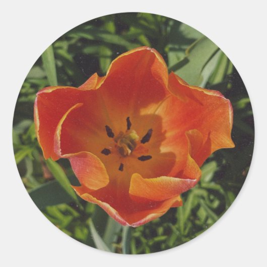 Sticker Rond fleur rouge de printemps (Devant)