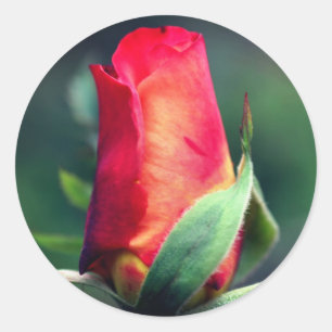 Sticker Rond Fleur rouge Rosebud