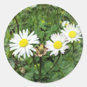 STICKER ROND FLEUR SAUVAGE