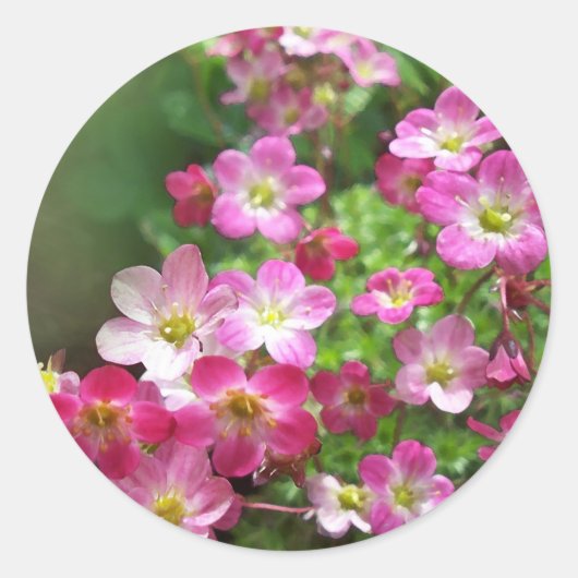 STICKER ROND FLEUR SAUVAGE 1 (Devant)