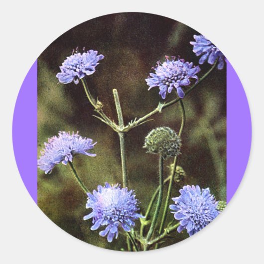 Sticker Rond Fleur sauvage : Champ Scabious (Devant)