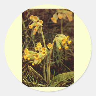 Sticker Rond Fleur sauvage : Cowslip