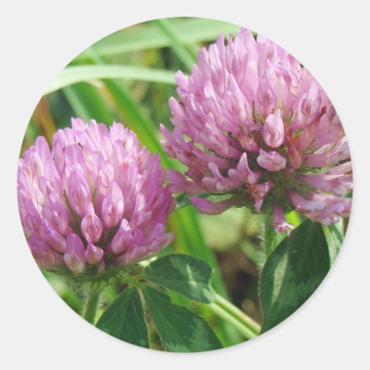 Sticker Rond Fleur sauvage de trèfle rose - Trifolium pratense (Devant)