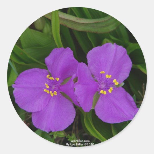 Sticker Rond Fleur sauvage Fuchsia Spiderwort Hot Springs Cadea (Devant)