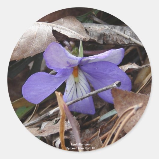 Sticker Rond Fleur sauvage Oiseaux-Pied Violet Sources thermale (Devant)