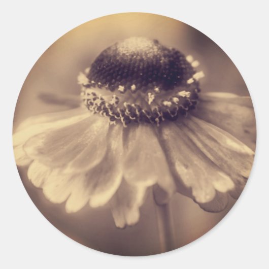 Sticker Rond Fleur vintage Sepia Zinnia (Devant)