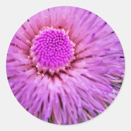 Sticker Rond Fleur violet et rose (Devant)