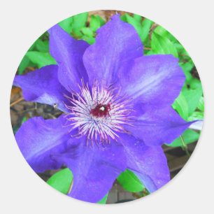 Sticker Rond Fleur violette Clematis