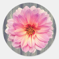 Fleur Zinnia rose simple sur bois gris