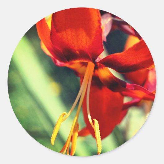 Sticker Rond Fleurie Orange Lily Flower (Devant)