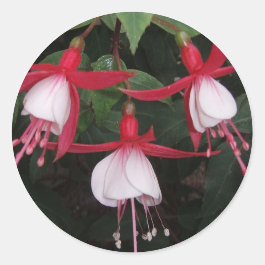 Sticker Rond Fleurs (Devant)