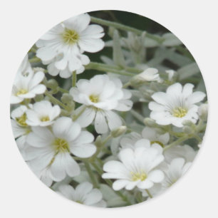 Sticker Rond Fleurs blanches du jardin