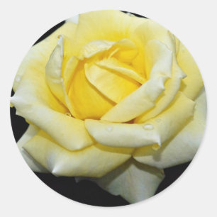 Sticker Rond Fleurs blanches hybrides de "Helmut Schmidt" de