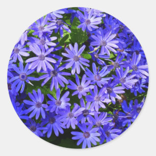 Sticker Rond Fleurs bleues à la marguerite Nature Photographie