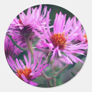 Sticker Rond Fleurs d'aster rose