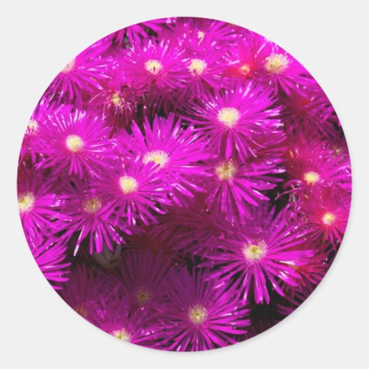 Sticker Rond Fleurs d'aster rose (Devant)