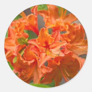 Sticker Rond Fleurs d'Azalée orange