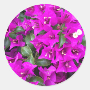 Sticker Rond Fleurs de bougainvillée violettes vibrantes