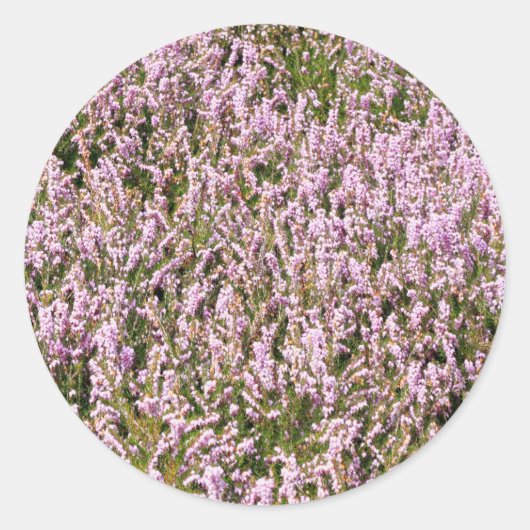 Sticker Rond Fleurs de bruyère Belle Vue (Devant)