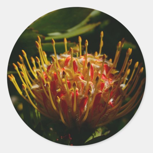 STICKER ROND FLEURS DE CACTUS EXOTIQUES ORANGE (Devant)
