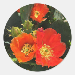 Sticker Rond Fleurs de cactus Vibrant Blooms Désert Floral